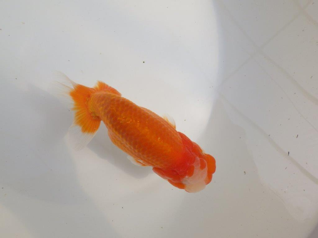 【愛知超優良系統様】素晴らしい雰囲気！二歳会などお勧め明け二歳らんちゅう約14㎝オス