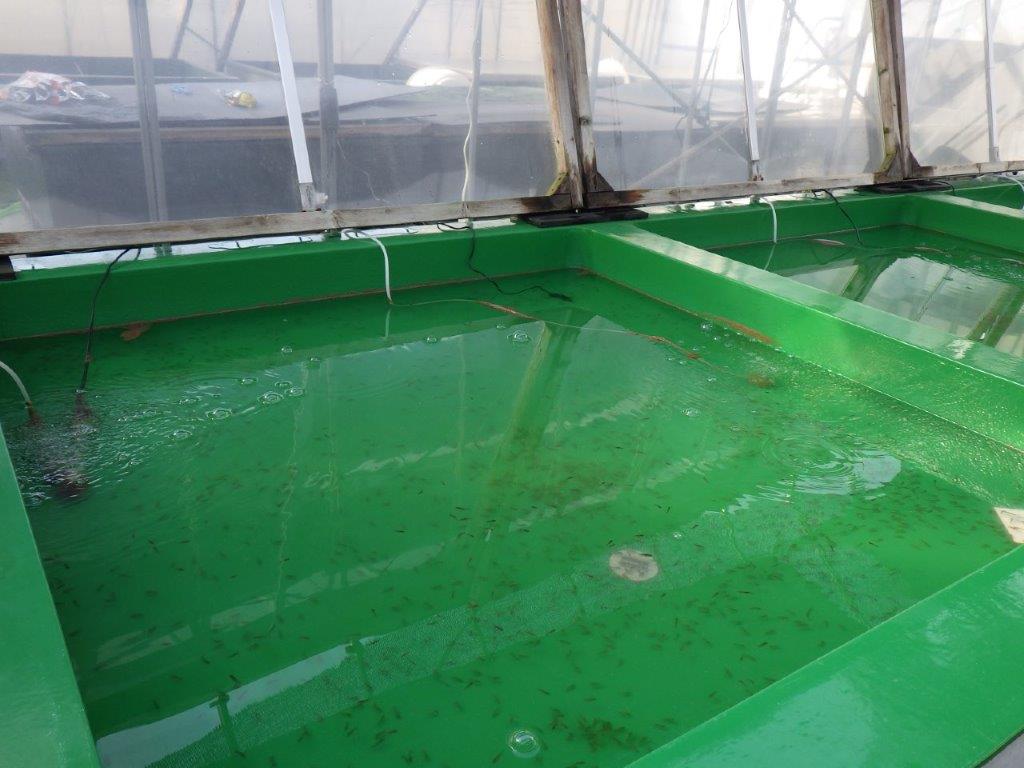 【全国大会東大関獲得系統 】青仔１０尾セット　限定８セット