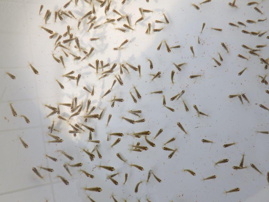 【全国大会東大関獲得系統 】青仔１０尾セット　限定８セット