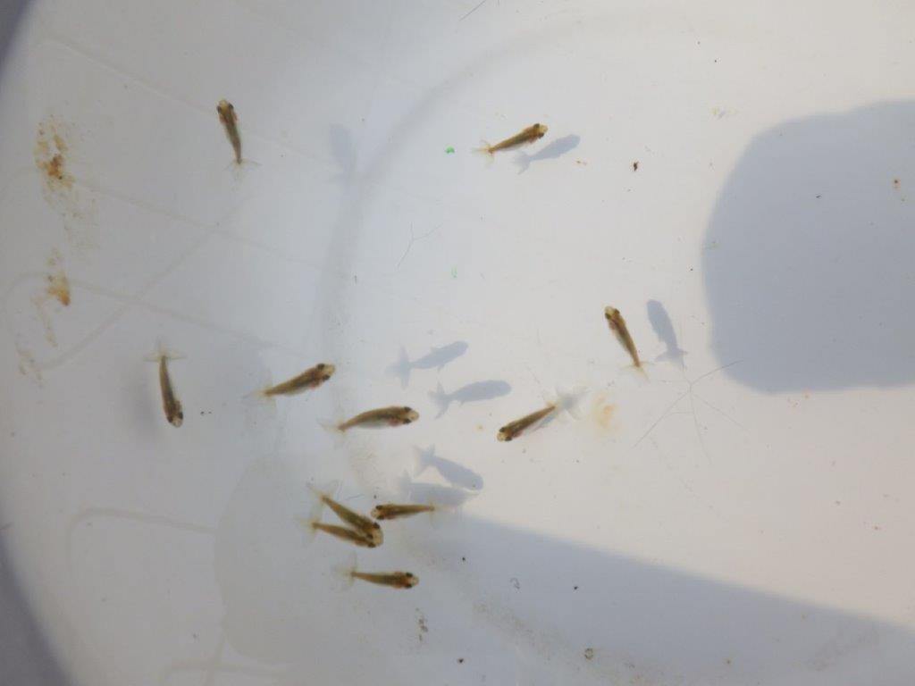 【全国大会東大関獲得系統 】青仔１０尾セット　限定８セット