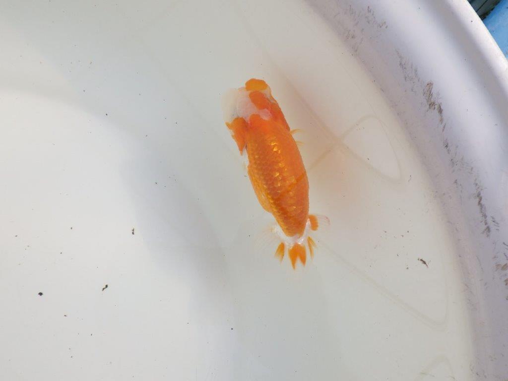 【三重森岡淳也氏】素晴らしいフンタン!明け二歳らんちゅう約10,5㎝オス