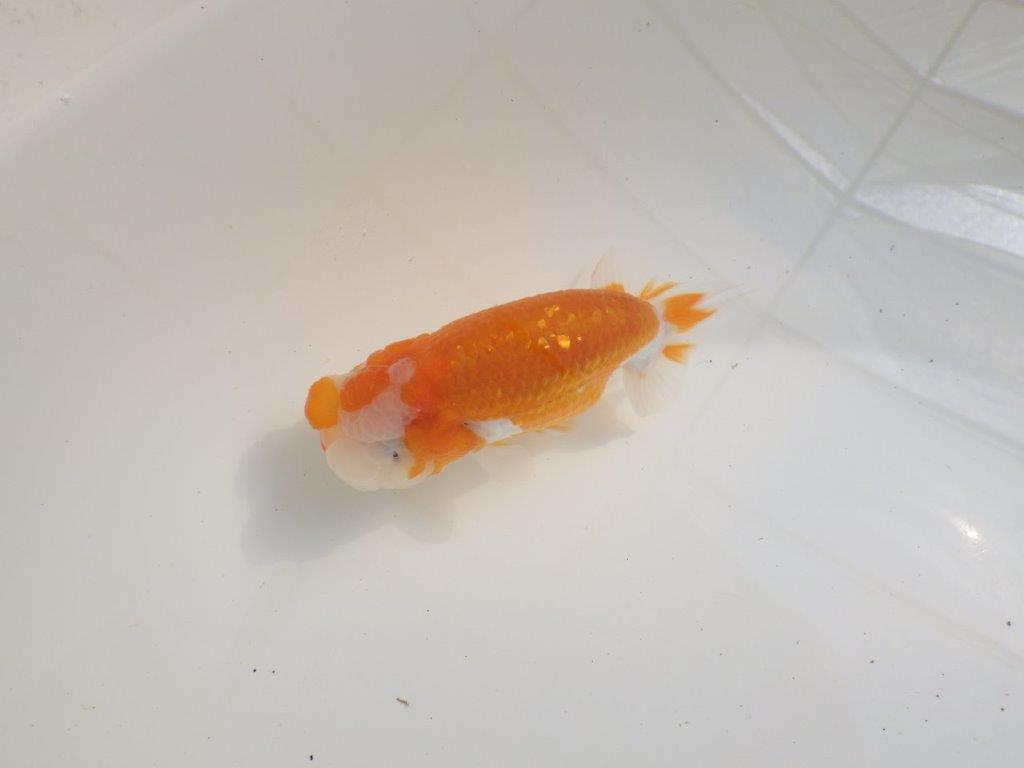 【三重森岡淳也氏】素晴らしいフンタン!明け二歳らんちゅう約10,5㎝オス