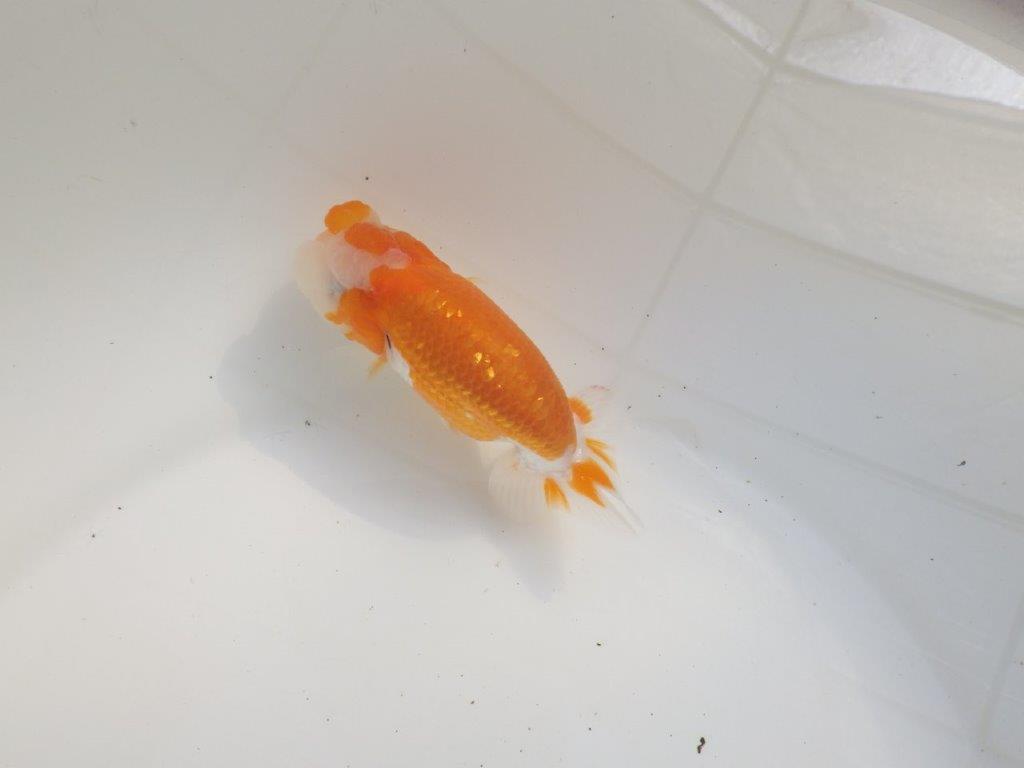 【三重森岡淳也氏】素晴らしいフンタン!明け二歳らんちゅう約10,5㎝オス