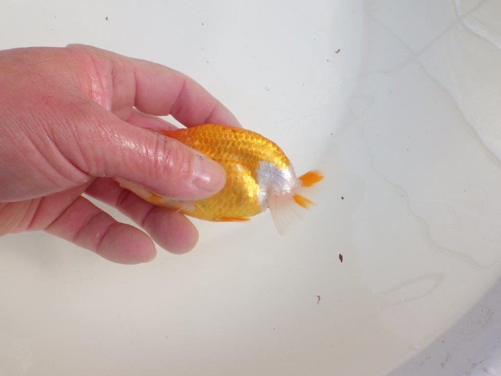 【三重森岡淳也氏】素晴らしいフンタン!明け二歳らんちゅう約10,5㎝オス