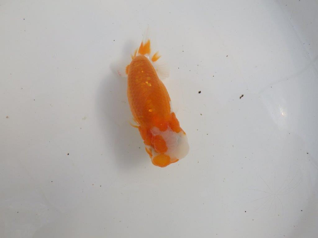 【三重森岡淳也氏】素晴らしいフンタン!明け二歳らんちゅう約10,5㎝オス