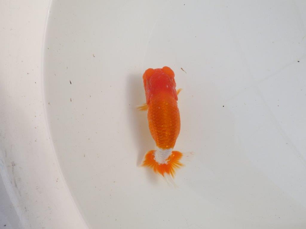 【三重森岡淳也氏】色艶が良く頭、尾張りも良い明け二歳らんちゅう約11,5cm