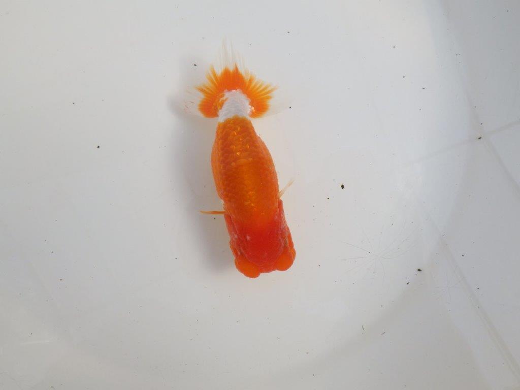 【三重森岡淳也氏】色艶が良く頭、尾張りも良い明け二歳らんちゅう約11,5cm