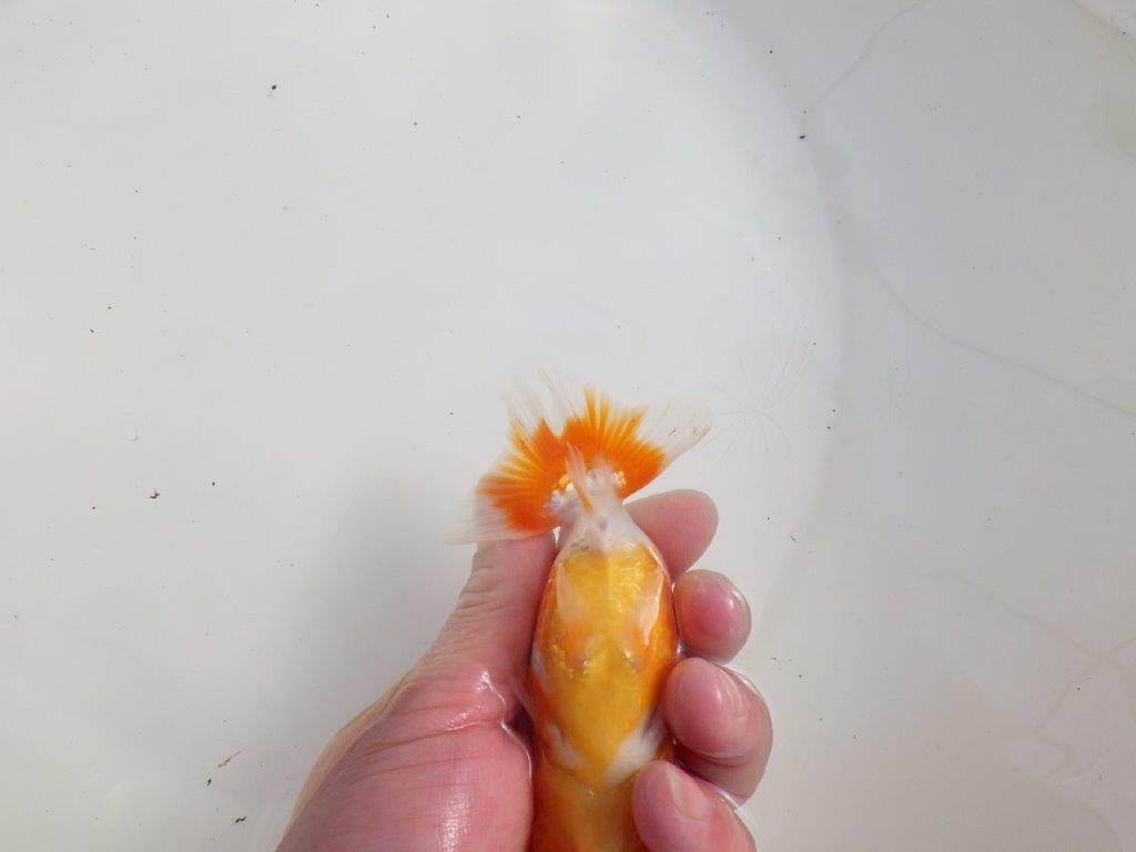 【三重森岡淳也氏】色艶が良く頭、尾張りも良い明け二歳らんちゅう約11,5cm