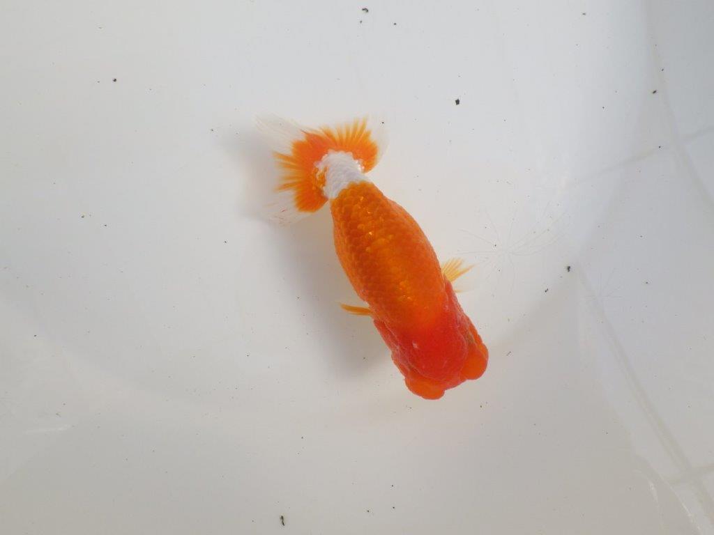 【三重森岡淳也氏】色艶が良く頭、尾張りも良い明け二歳らんちゅう約11,5cmの上身