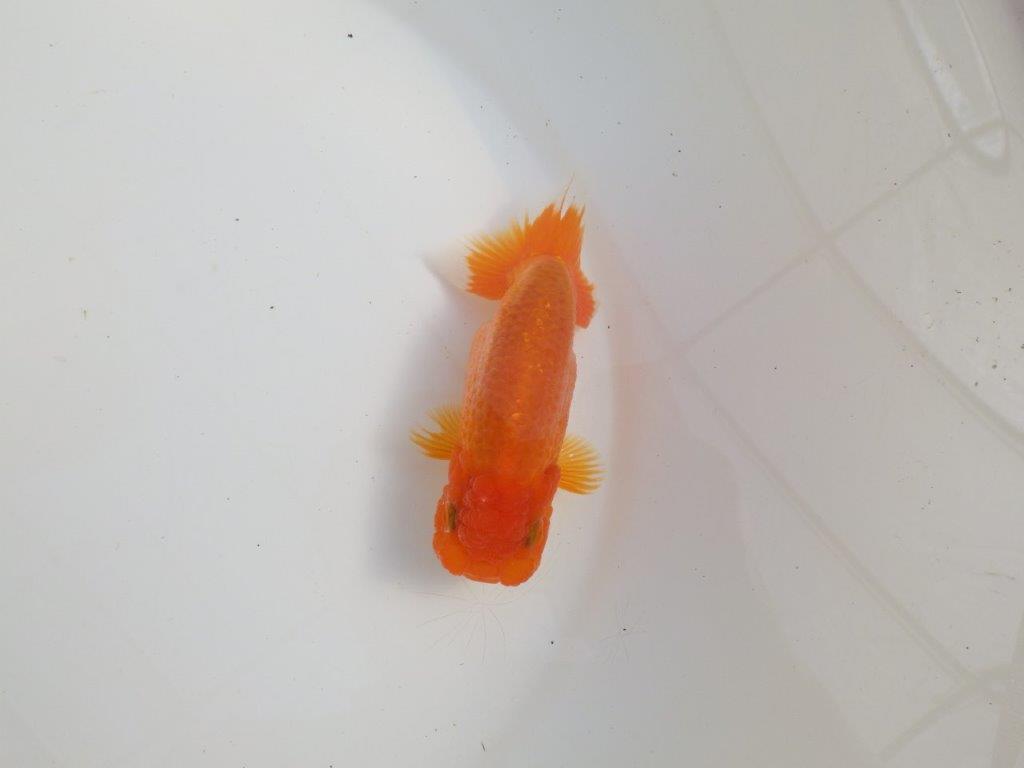 【三重森岡淳也氏】独特の雰囲気！明け二歳らんちゅう約12㎝オス