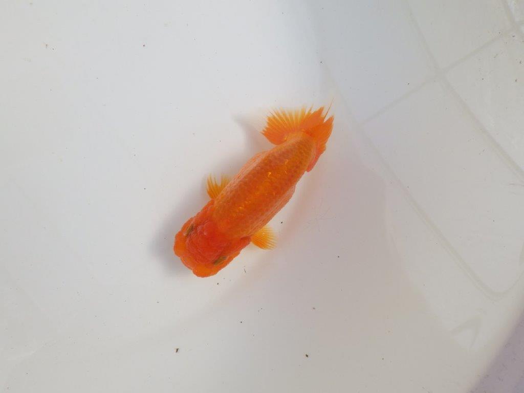 【三重森岡淳也氏】独特の雰囲気！明け二歳らんちゅう約12㎝オス