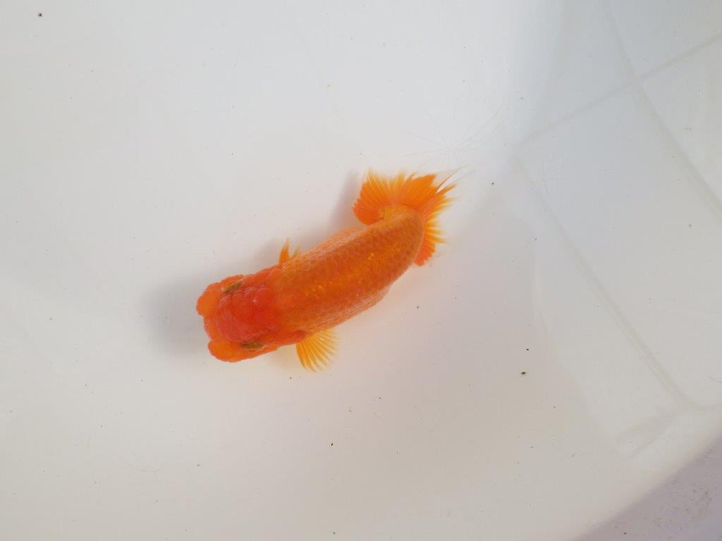 【三重森岡淳也氏】独特の雰囲気！明け二歳らんちゅう約12㎝オス