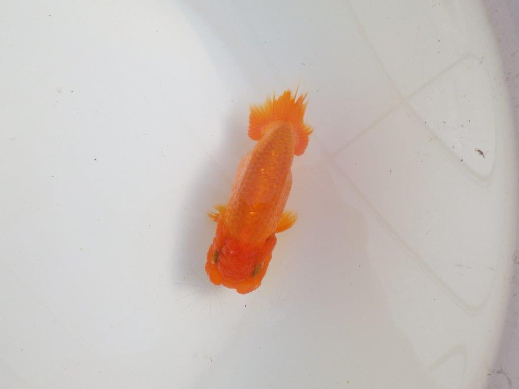 【三重森岡淳也氏】独特の雰囲気！明け二歳らんちゅう約12㎝オスの上身