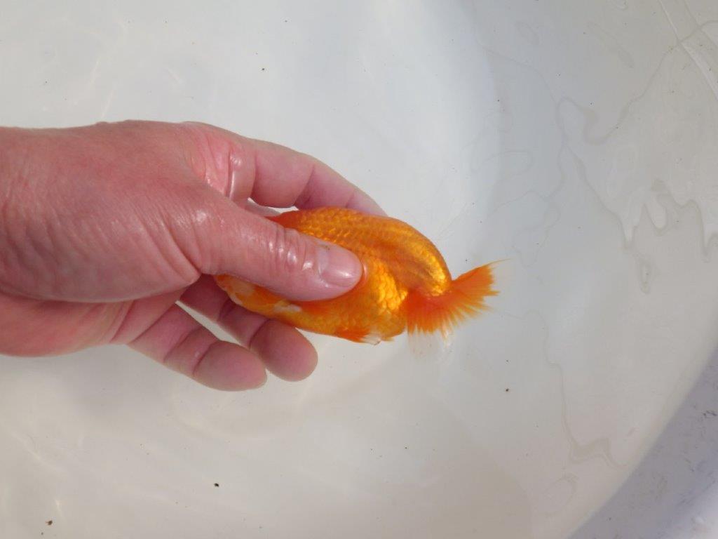 【三重森岡淳也氏】独特の雰囲気！明け二歳らんちゅう約12㎝オス