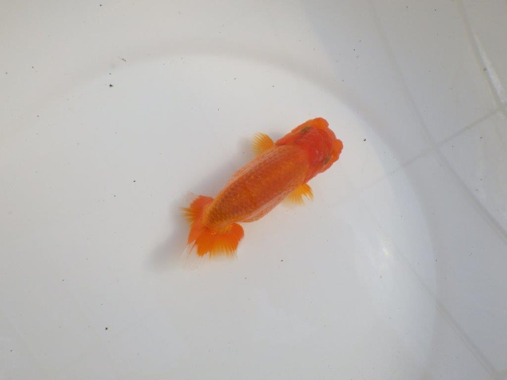 【三重森岡淳也氏】独特の雰囲気！明け二歳らんちゅう約12㎝オス