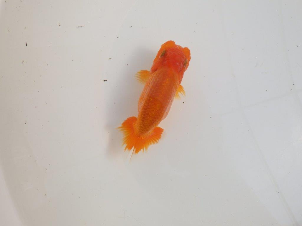 【三重森岡淳也氏】独特の雰囲気！明け二歳らんちゅう約12㎝オス