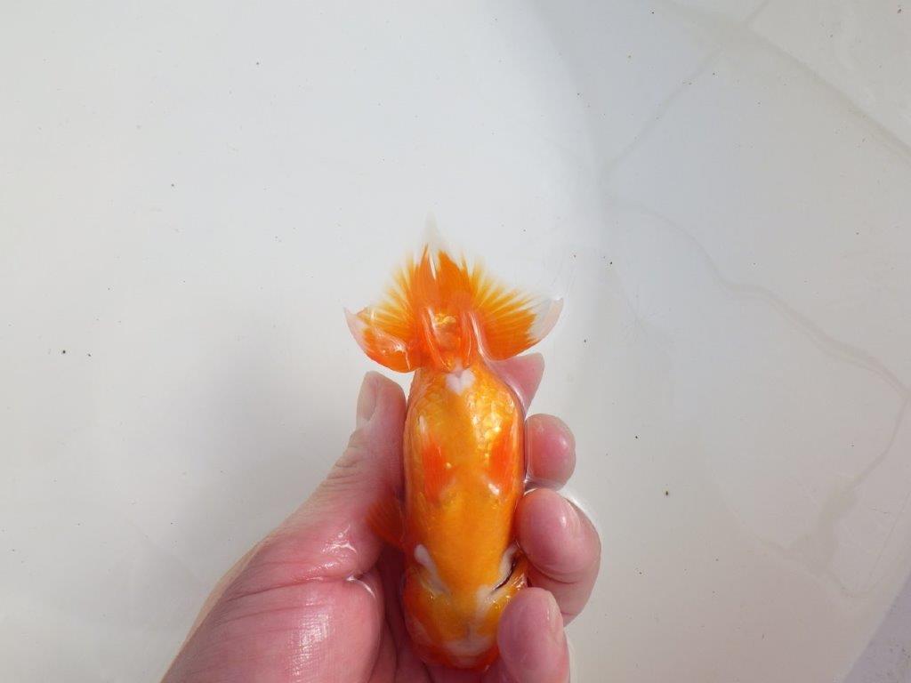 【三重森岡淳也氏】独特の雰囲気！明け二歳らんちゅう約12㎝オス