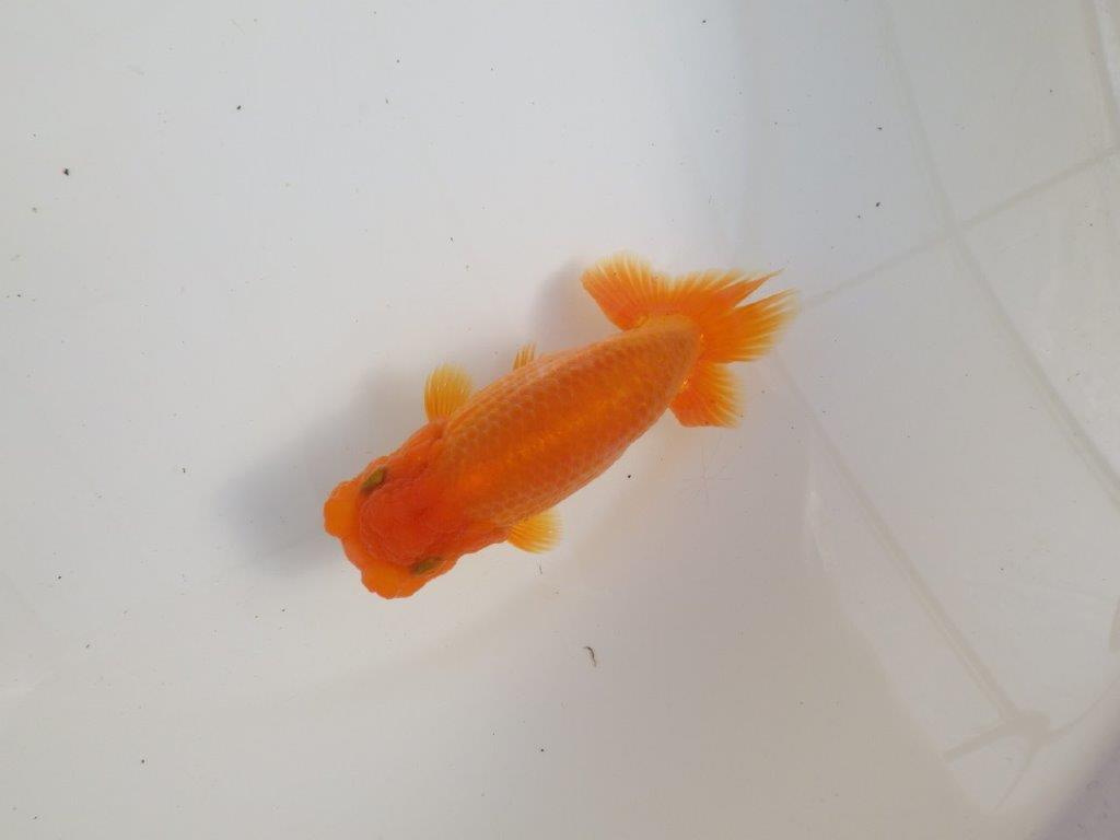 【三重 森岡淳也氏】尾型・尾の雰囲気が良く種にもお勧め明け二歳らんちゅう約13㎝オス？