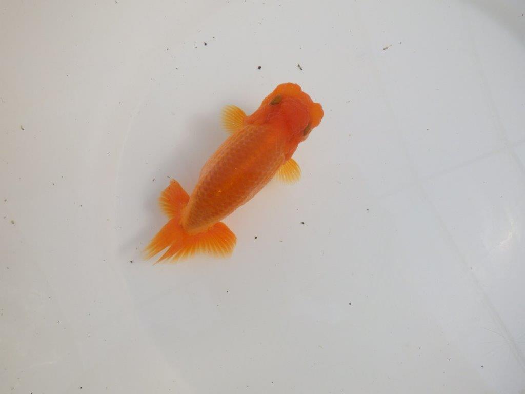 【三重 森岡淳也氏】尾型・尾の雰囲気が良く種にもお勧め明け二歳らんちゅう約13㎝オス？