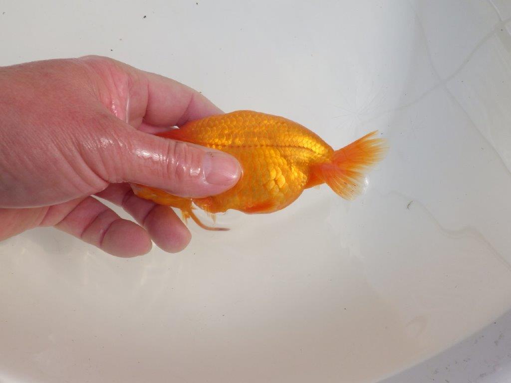 【三重 森岡淳也氏】尾型・尾の雰囲気が良く種にもお勧め明け二歳らんちゅう約13㎝オス？