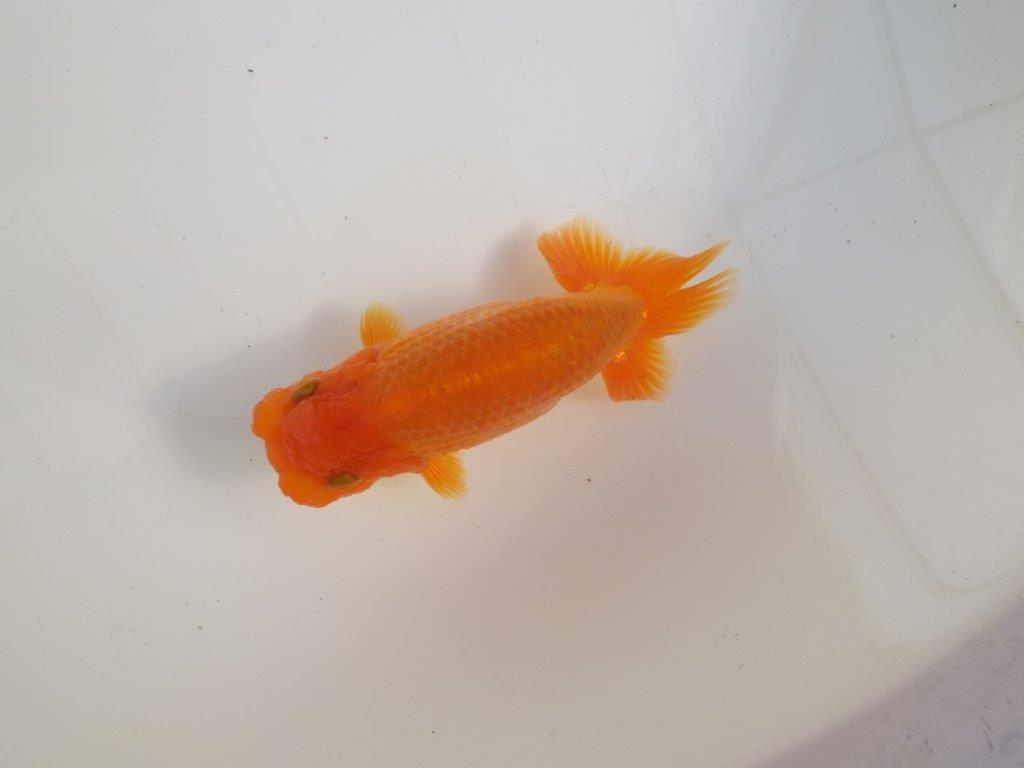 【三重 森岡淳也氏】尾型・尾の雰囲気が良く種にもお勧め明け二歳らんちゅう約13㎝オス？