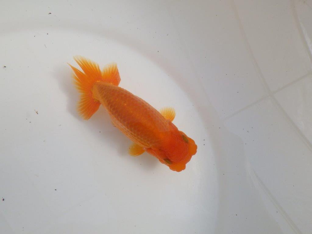 【三重 森岡淳也氏】尾型・尾の雰囲気が良く種にもお勧め明け二歳らんちゅう約13㎝オス？