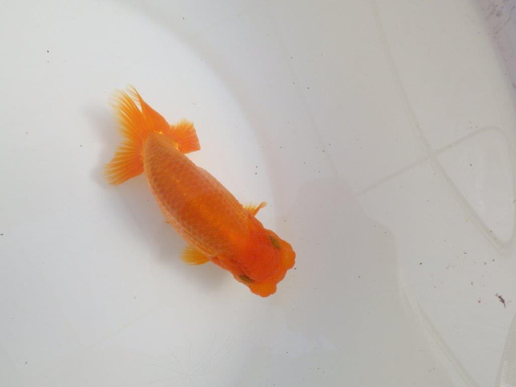 【三重 森岡淳也氏】尾型・尾の雰囲気が良く種にもお勧め明け二歳らんちゅう約13㎝オス？の上身