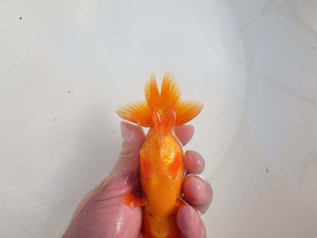 【三重 森岡淳也氏】尾型・尾の雰囲気が良く種にもお勧め明け二歳らんちゅう約13㎝オス？