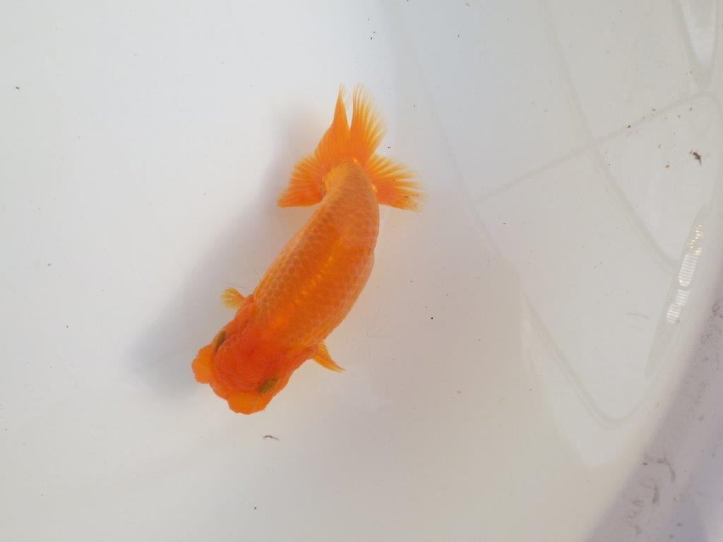 【三重 森岡淳也氏】尾型・尾の雰囲気が良く種にもお勧め明け二歳らんちゅう約13㎝オス？