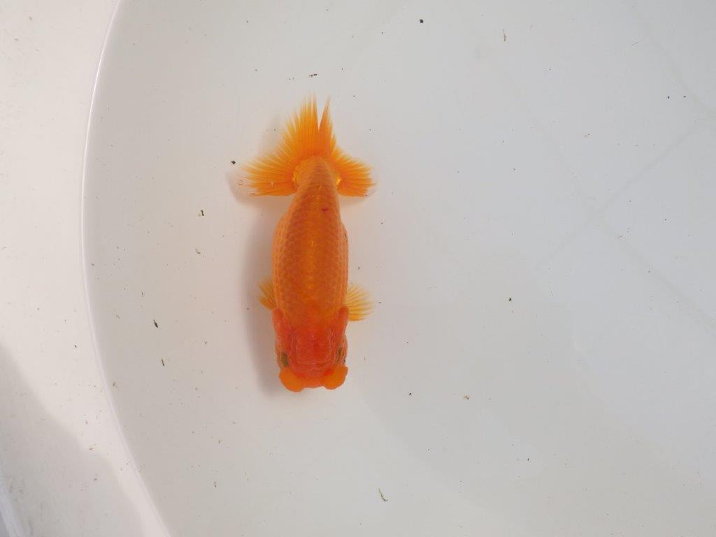 【三重 森岡淳也氏】これからの成長が楽しみな明け二歳らんちゅう約12,5㎝オス？