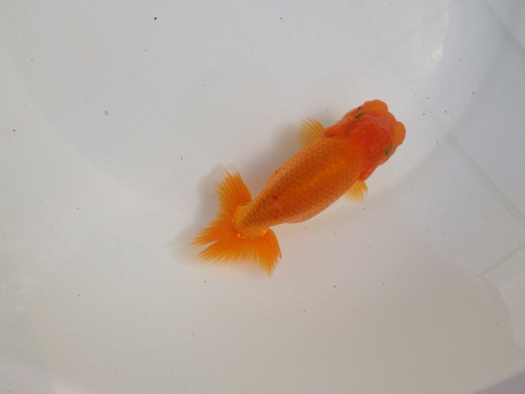 【三重 森岡淳也氏】これからの成長が楽しみな明け二歳らんちゅう約12,5㎝オス？