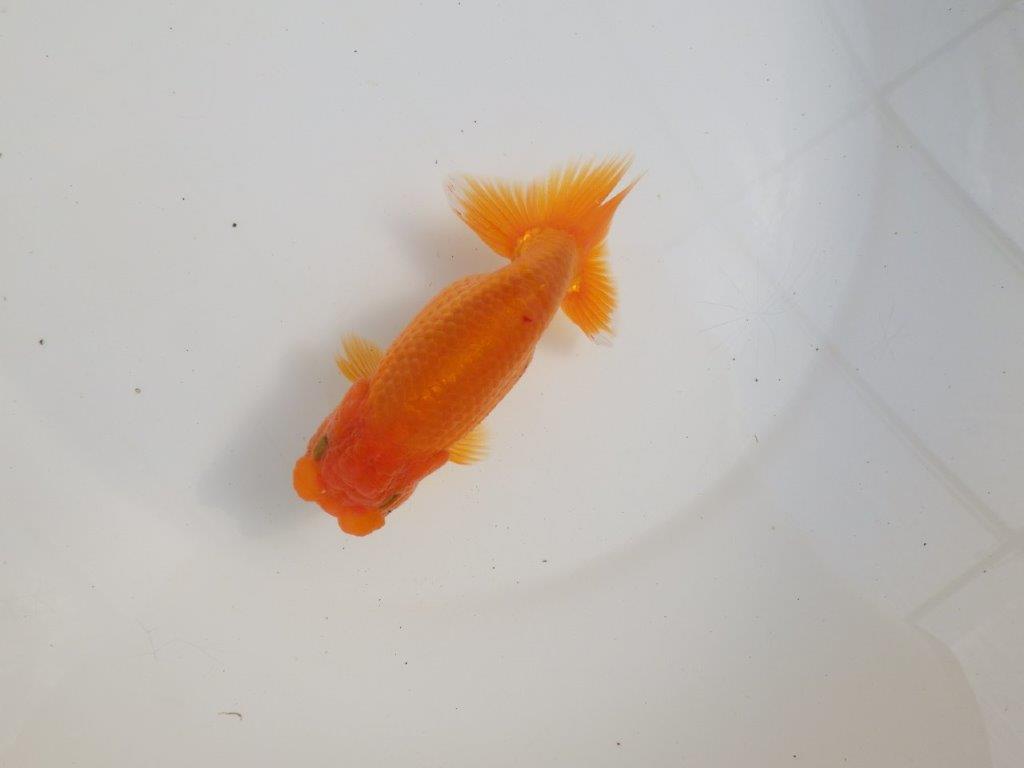 【三重 森岡淳也氏】これからの成長が楽しみな明け二歳らんちゅう約12,5㎝オス？