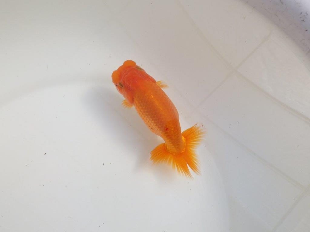 【三重 森岡淳也氏】これからの成長が楽しみな明け二歳らんちゅう約12,5㎝オス？