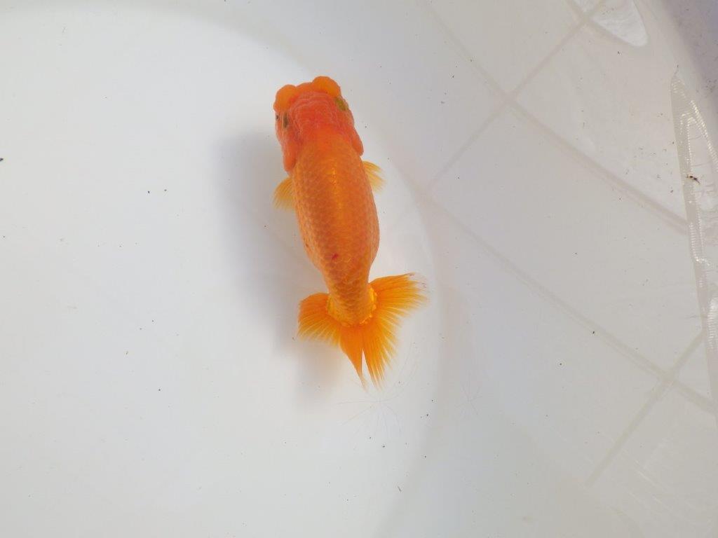 【三重 森岡淳也氏】これからの成長が楽しみな明け二歳らんちゅう約12,5㎝オス？