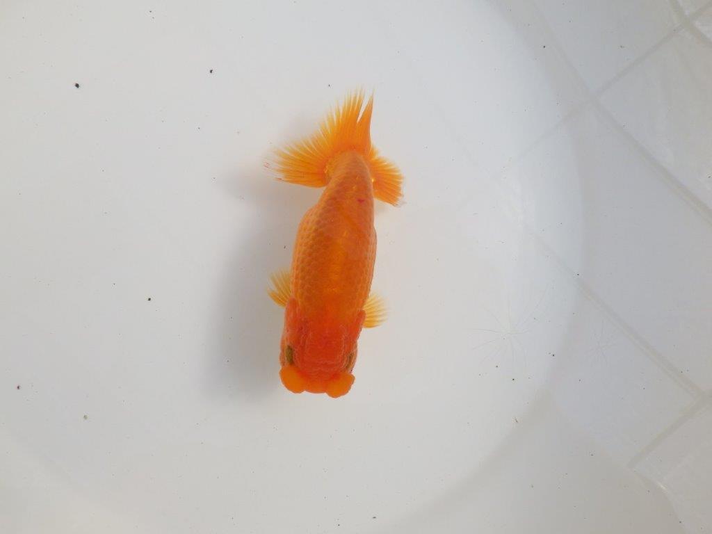 【三重 森岡淳也氏】これからの成長が楽しみな明け二歳らんちゅう約12,5㎝オス？の上身