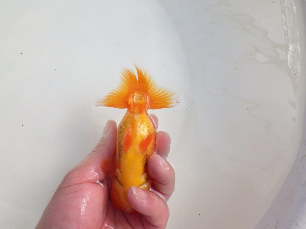 【三重 森岡淳也氏】これからの成長が楽しみな明け二歳らんちゅう約12,5㎝オス？