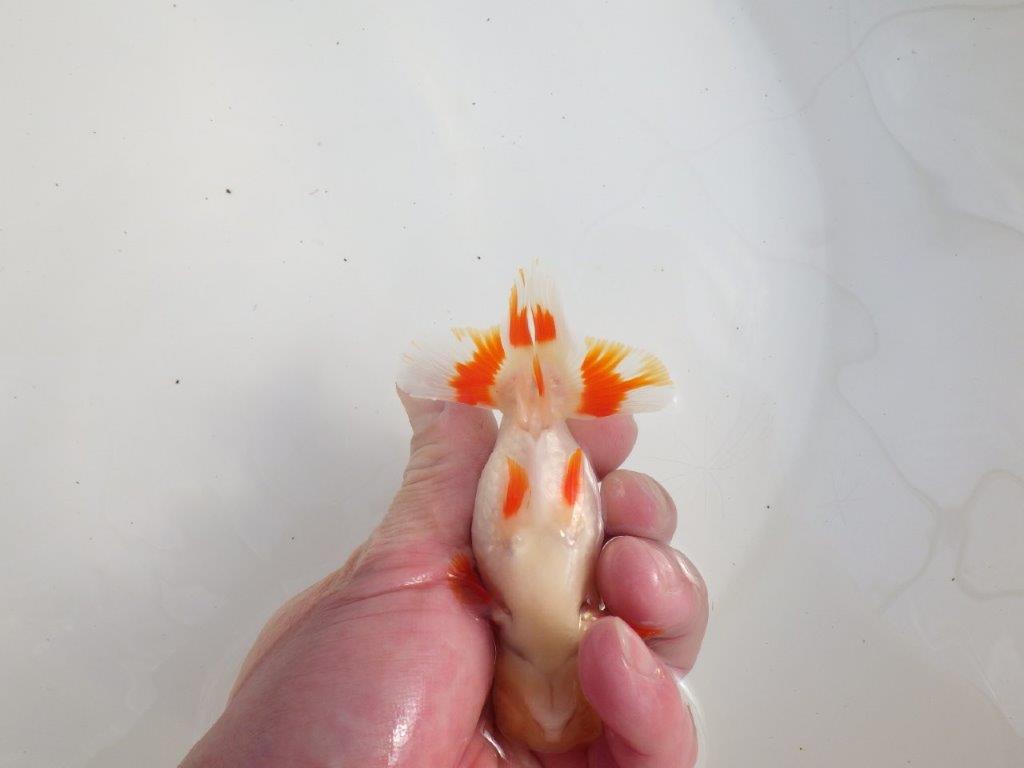 【三重 森岡淳也氏】柄がとても綺麗な明け二歳らんちゅう約11㎝オス？