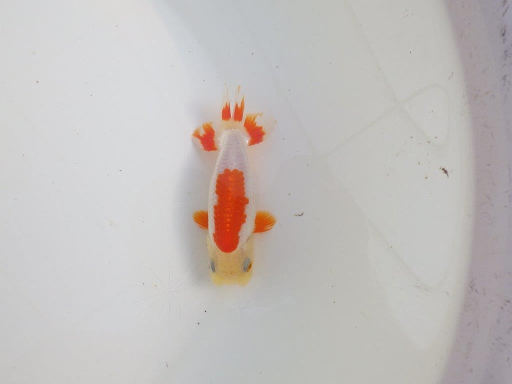 【三重 森岡淳也氏】柄がとても綺麗な明け二歳らんちゅう約11㎝オス？