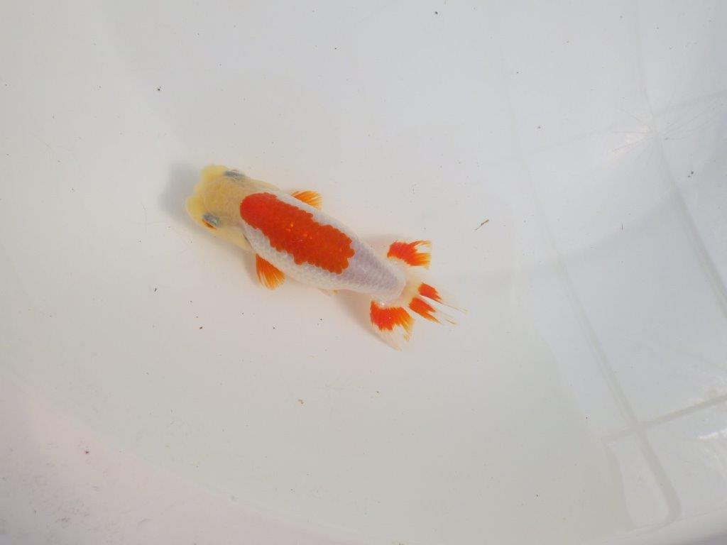 【三重 森岡淳也氏】柄がとても綺麗な明け二歳らんちゅう約11㎝オス？