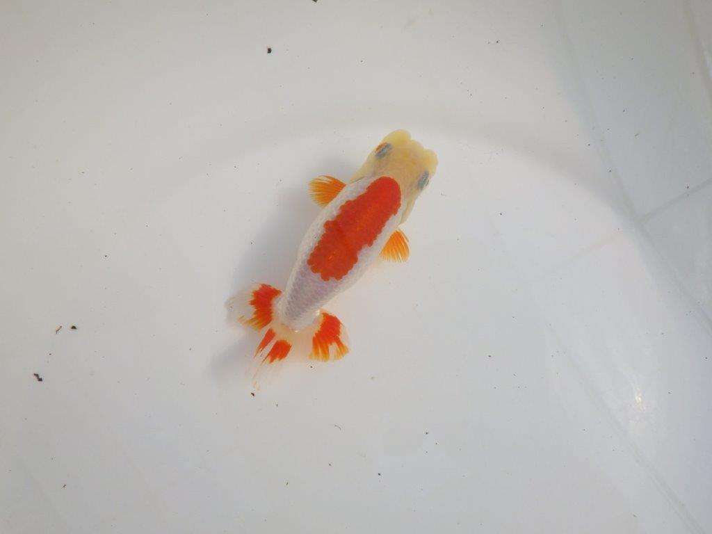 【三重 森岡淳也氏】柄がとても綺麗な明け二歳らんちゅう約11㎝オス？の上身