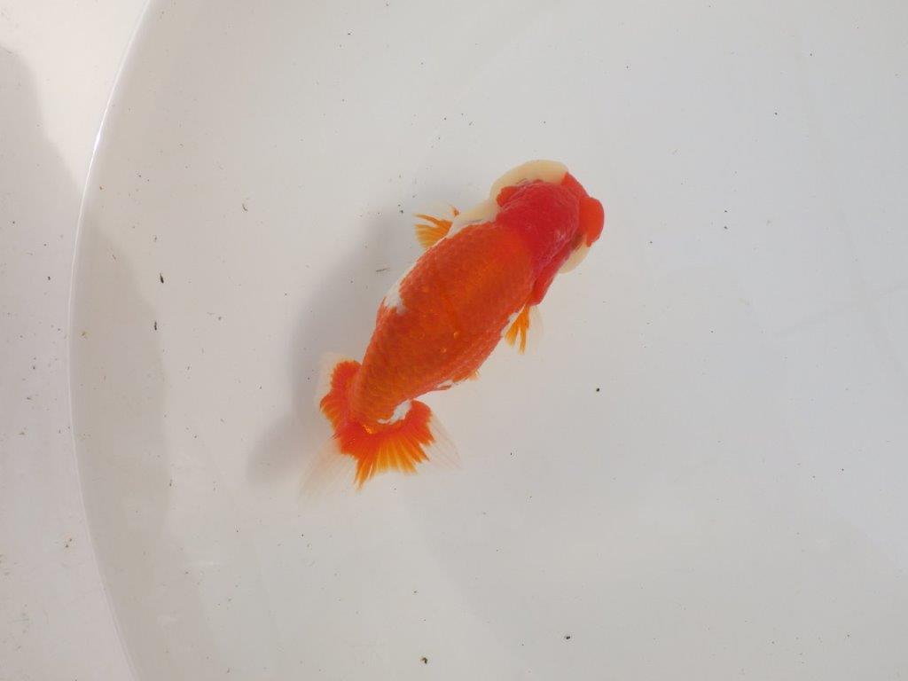 【三重 森岡淳也氏】飼い込みお勧め！明け二歳らんちゅう約13㎝オス？