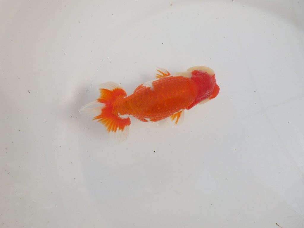 【三重 森岡淳也氏】飼い込みお勧め！明け二歳らんちゅう約13㎝オス？