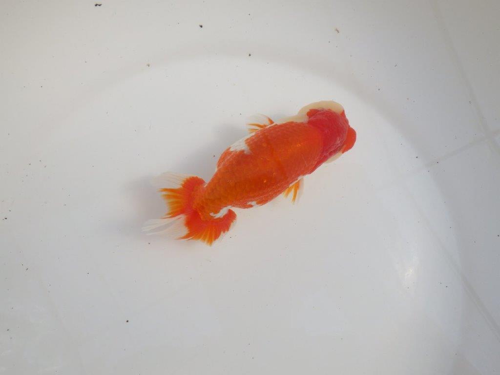 【三重 森岡淳也氏】飼い込みお勧め！明け二歳らんちゅう約13㎝オス？