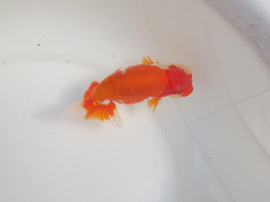 【三重 森岡淳也氏】飼い込みお勧め！明け二歳らんちゅう約13㎝オス？