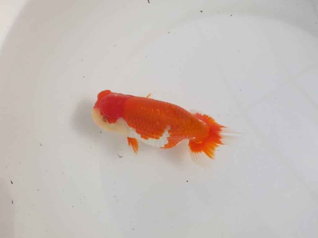 【三重 森岡淳也氏】飼い込みお勧め！明け二歳らんちゅう約13㎝オス？