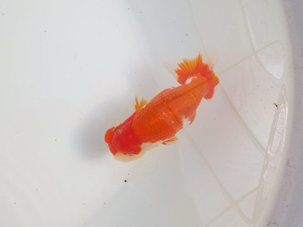 【三重 森岡淳也氏】飼い込みお勧め！明け二歳らんちゅう約13㎝オス？