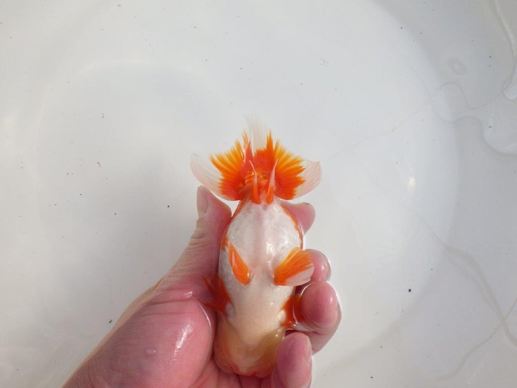 【三重 森岡淳也氏】飼い込みお勧め！明け二歳らんちゅう約13㎝オス？