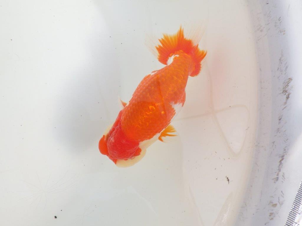 【三重 森岡淳也氏】飼い込みお勧め！明け二歳らんちゅう約13㎝オス？の上身