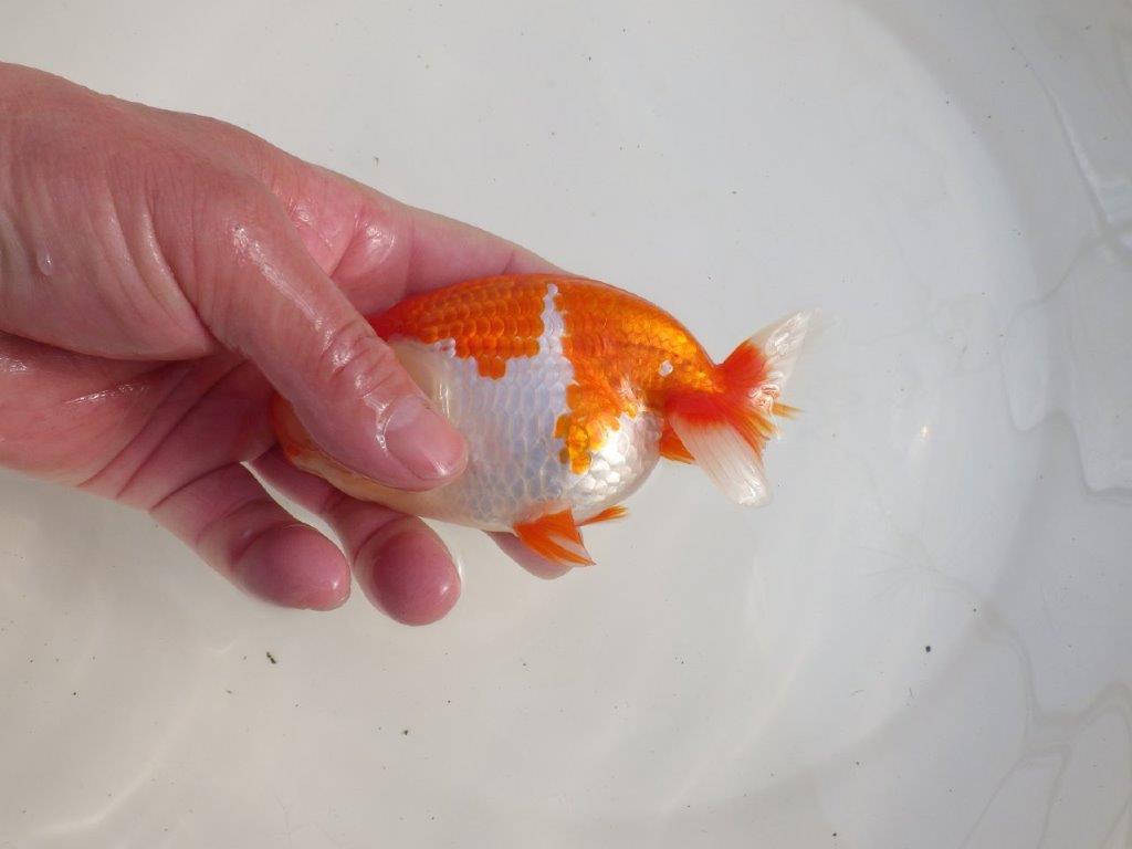 【三重 森岡淳也氏】飼い込みお勧め！明け二歳らんちゅう約13㎝オス？