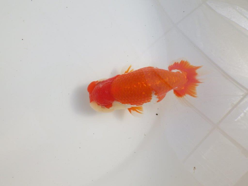 【三重 森岡淳也氏】飼い込みお勧め！明け二歳らんちゅう約13㎝オス？